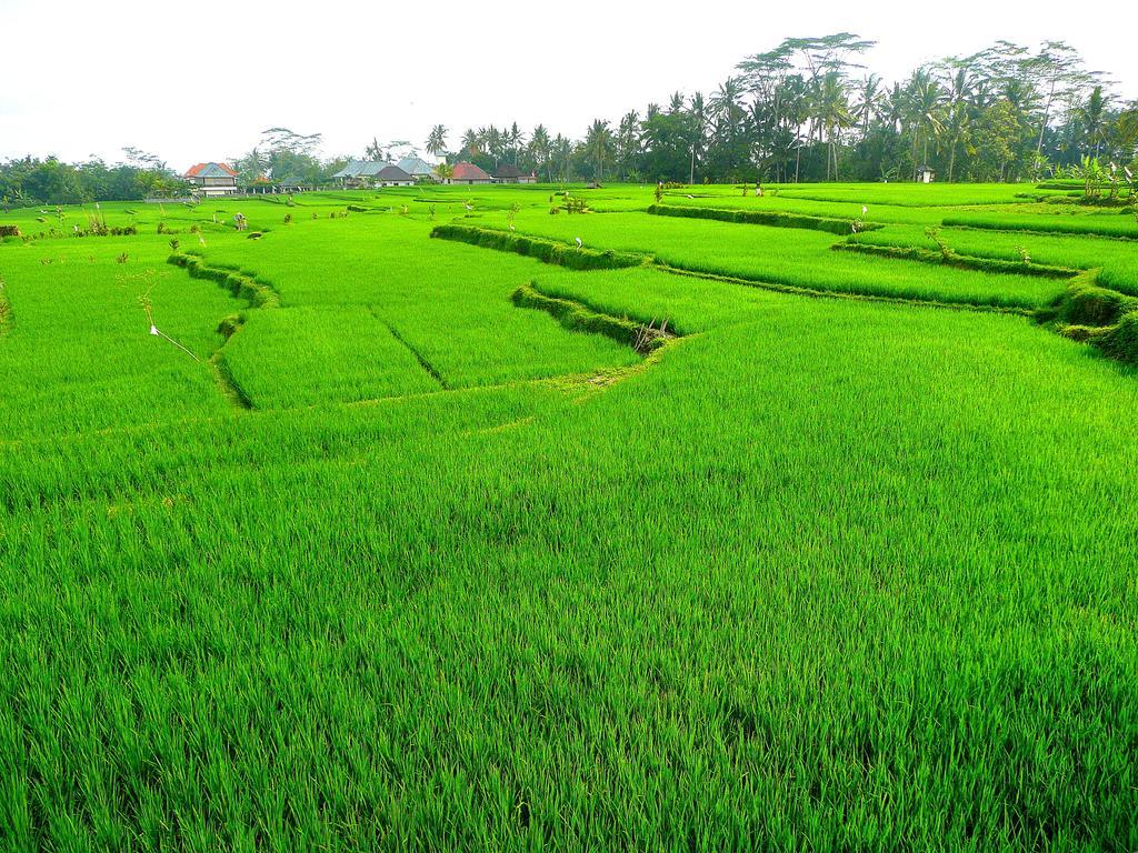 Villa Viola Ubud Exterior foto