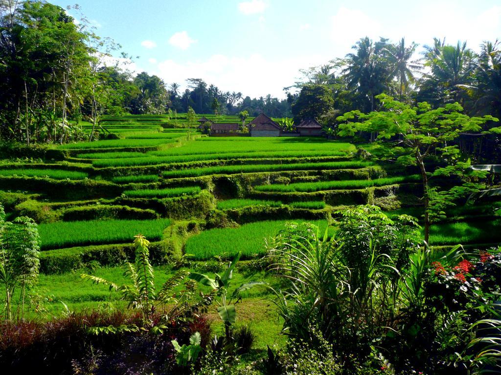 Villa Viola Ubud Exterior foto